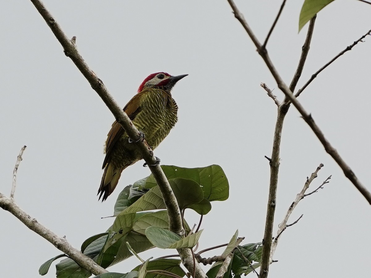Golden-olive Woodpecker - ML614726107