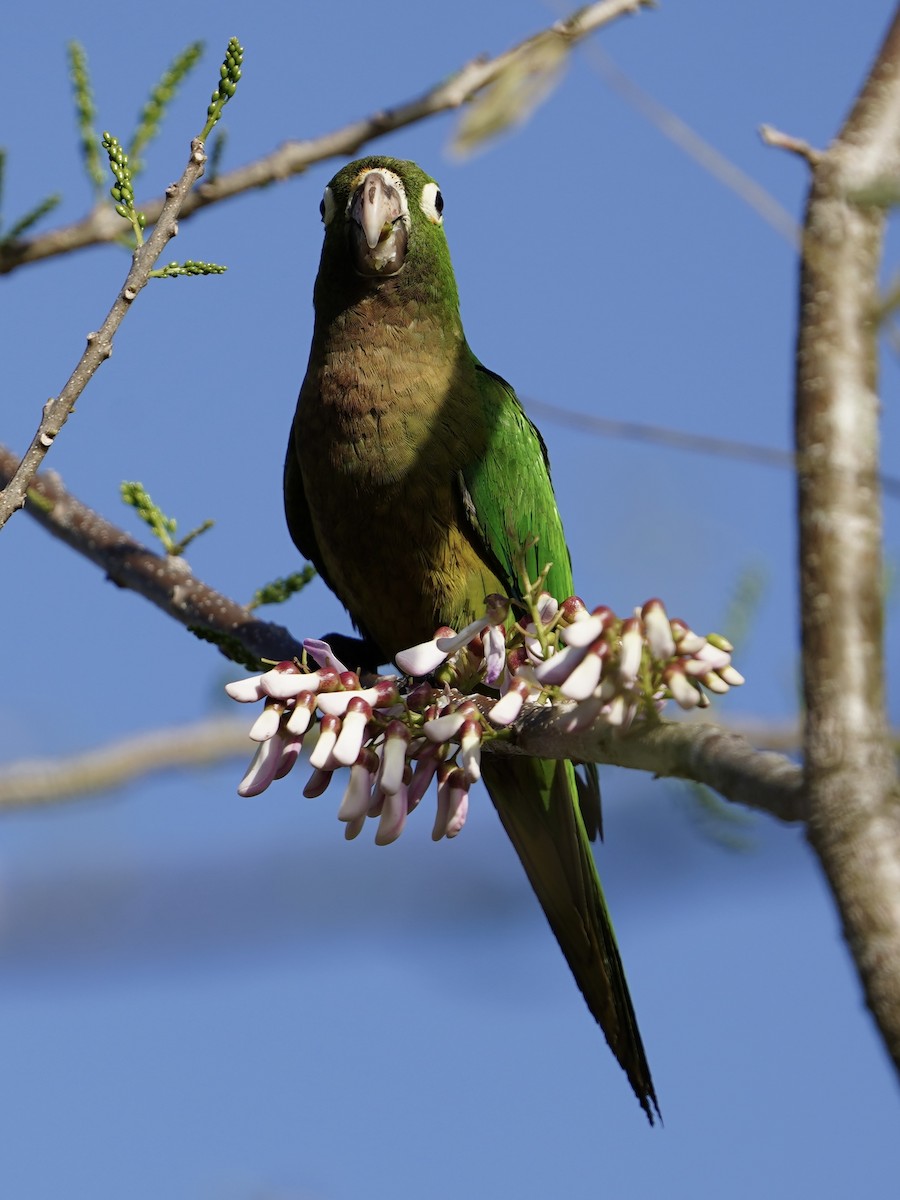 Olive-throated Parakeet - ML614726185