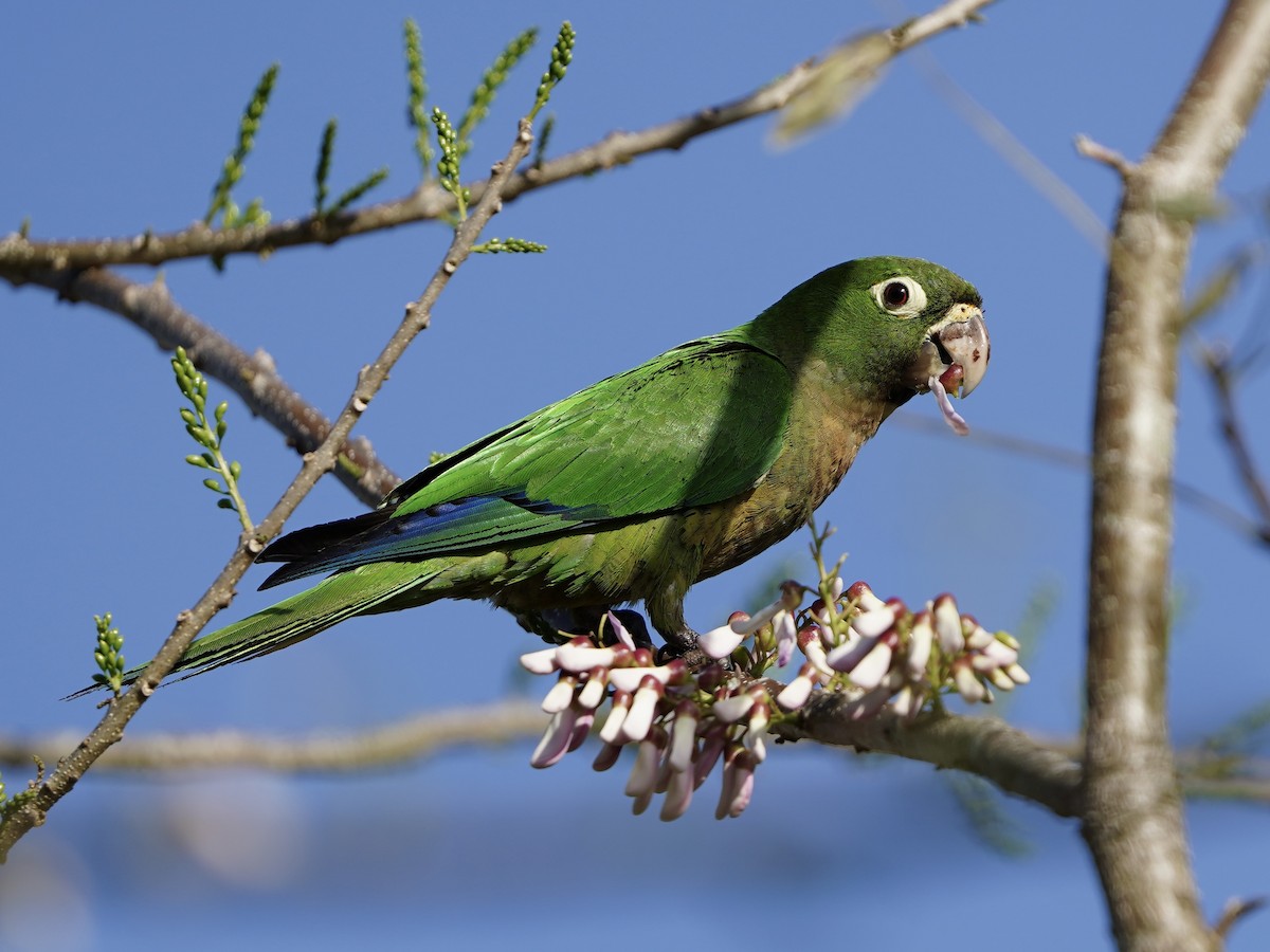 Olive-throated Parakeet - ML614726186