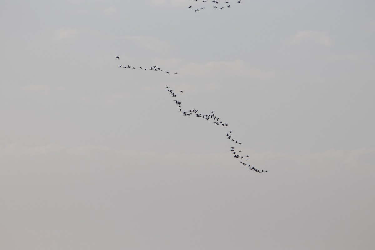 ibis bílý - ML614726200