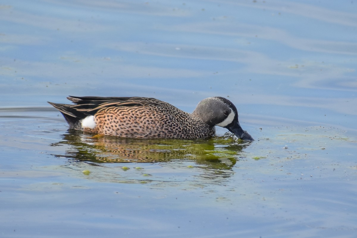 Blue-winged Teal - ML614726375