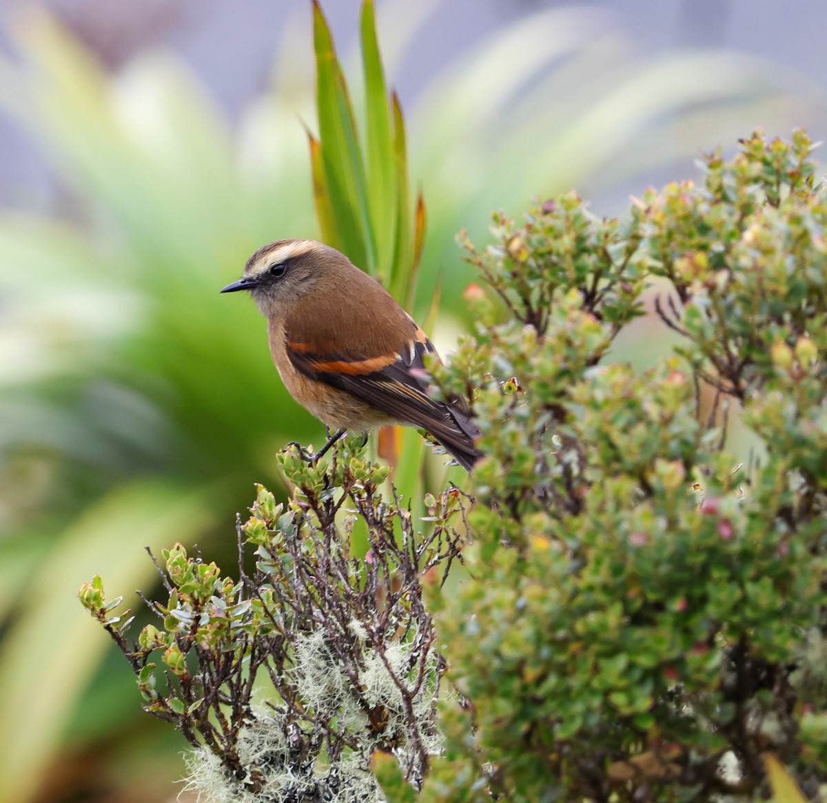 Brown-backed Chat-Tyrant - ML614726420