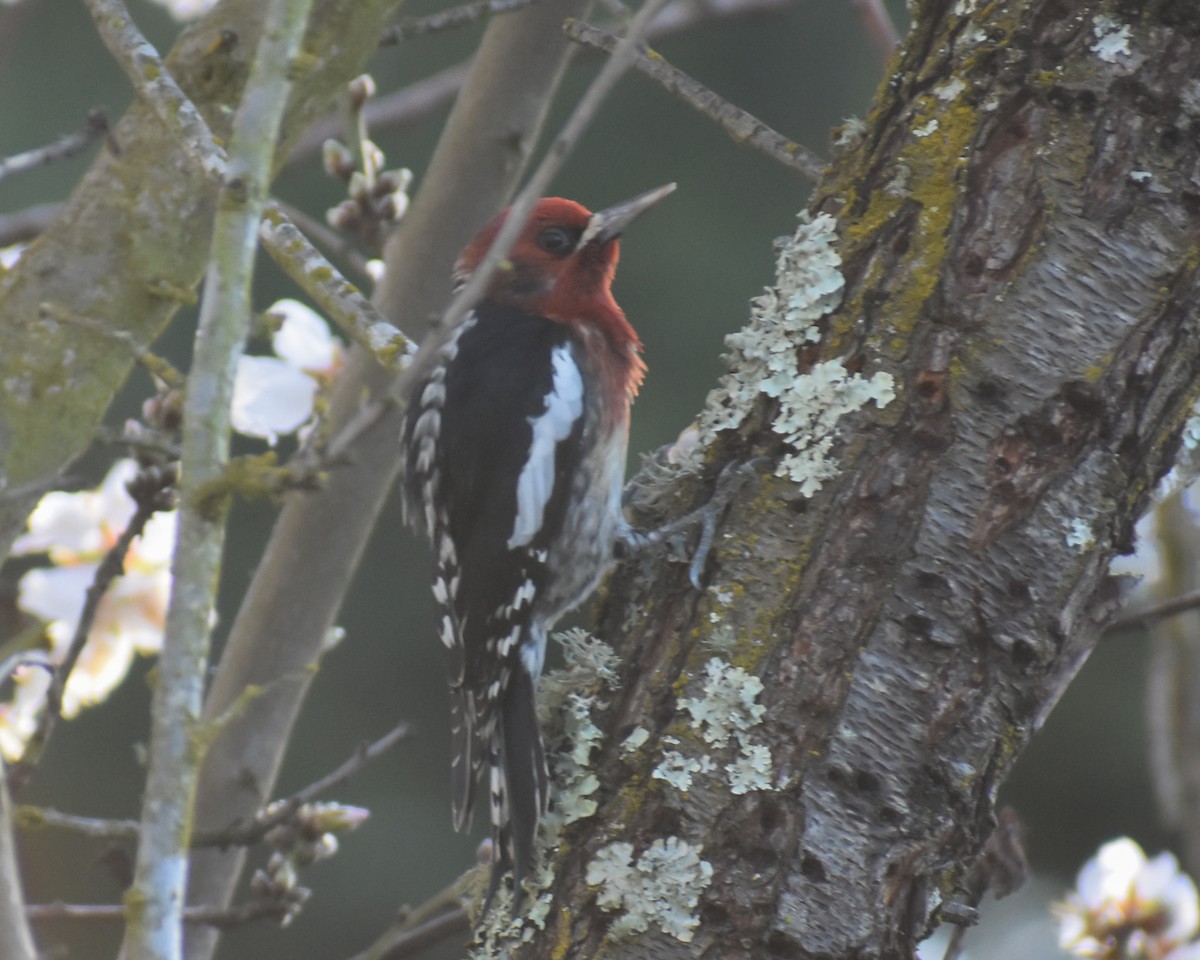 Red-breasted Sapsucker - ML614726840