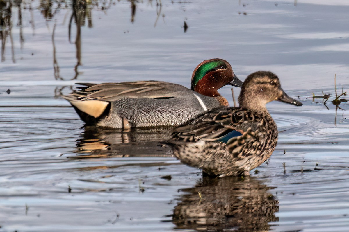 Green-winged Teal - ML614727141