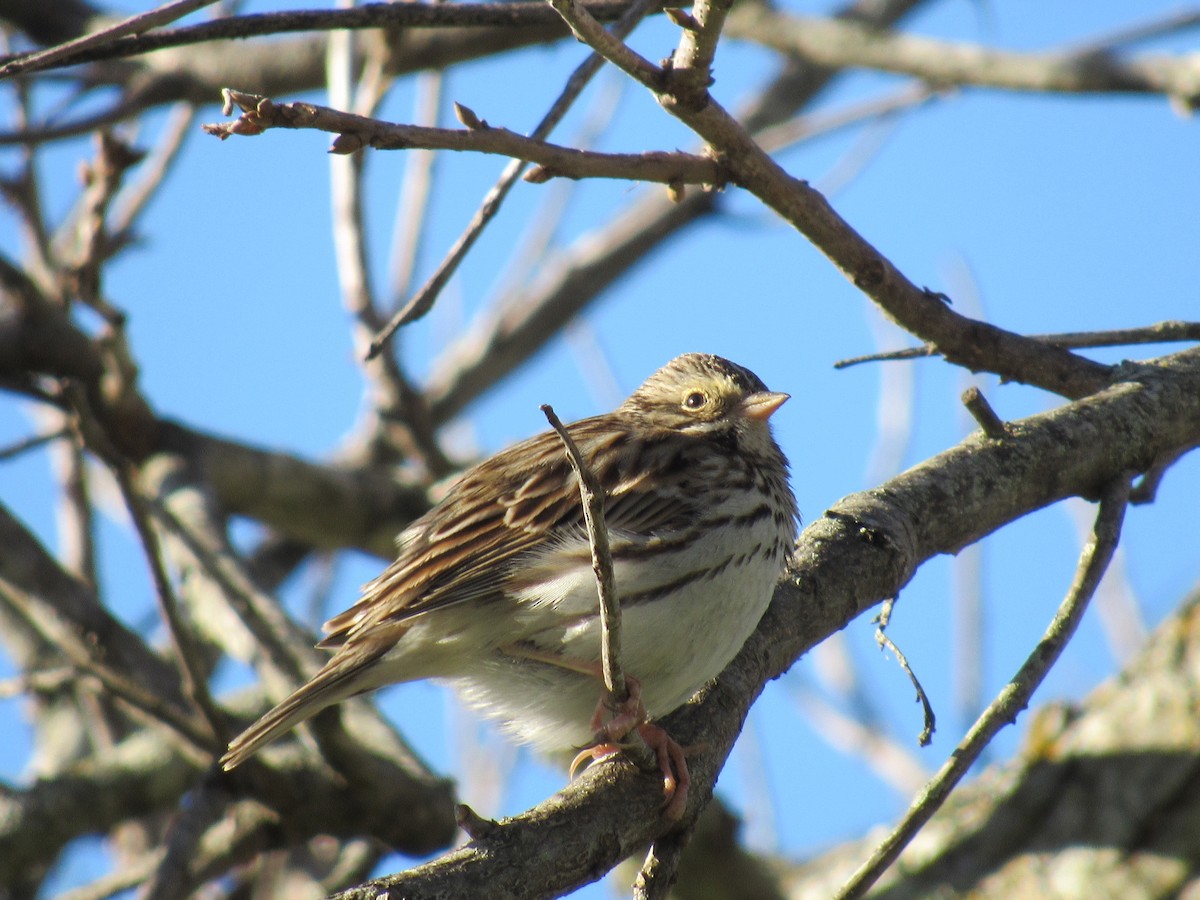 Vesper Sparrow - ML614727241