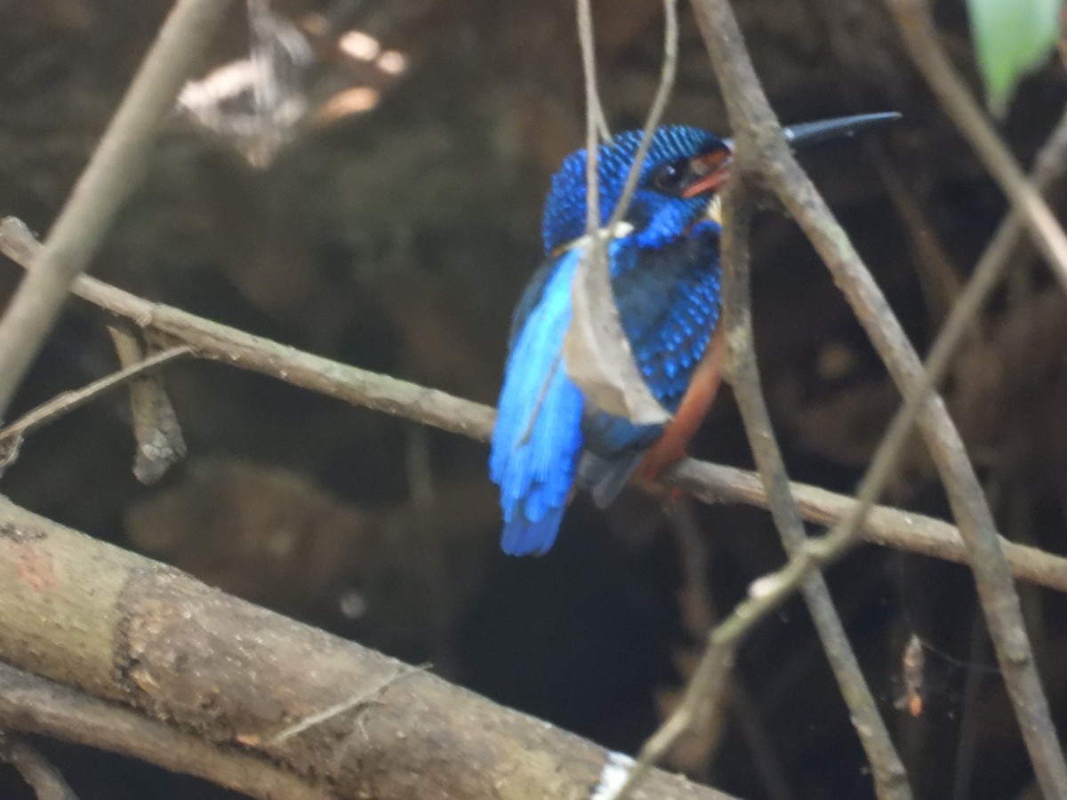 Blue-eared Kingfisher - ML614727254