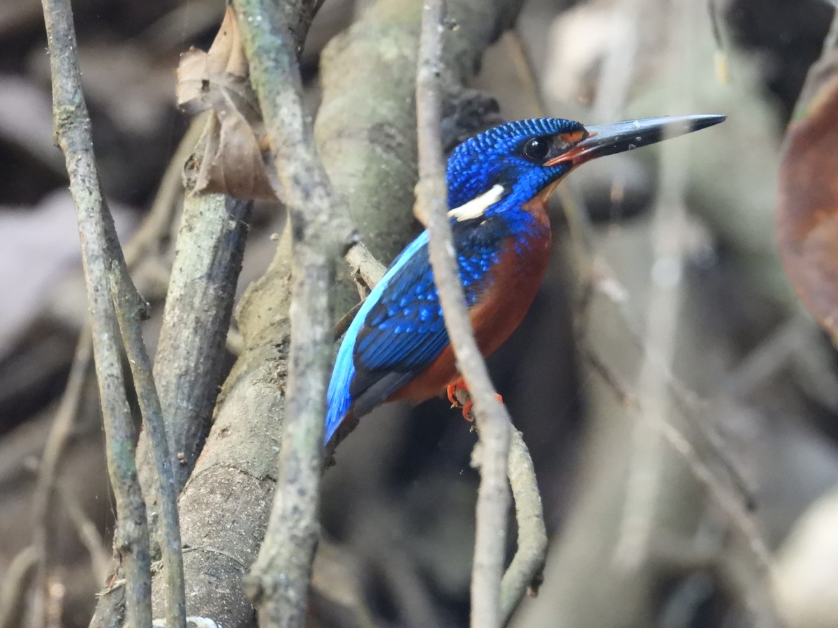Blue-eared Kingfisher - ML614727255