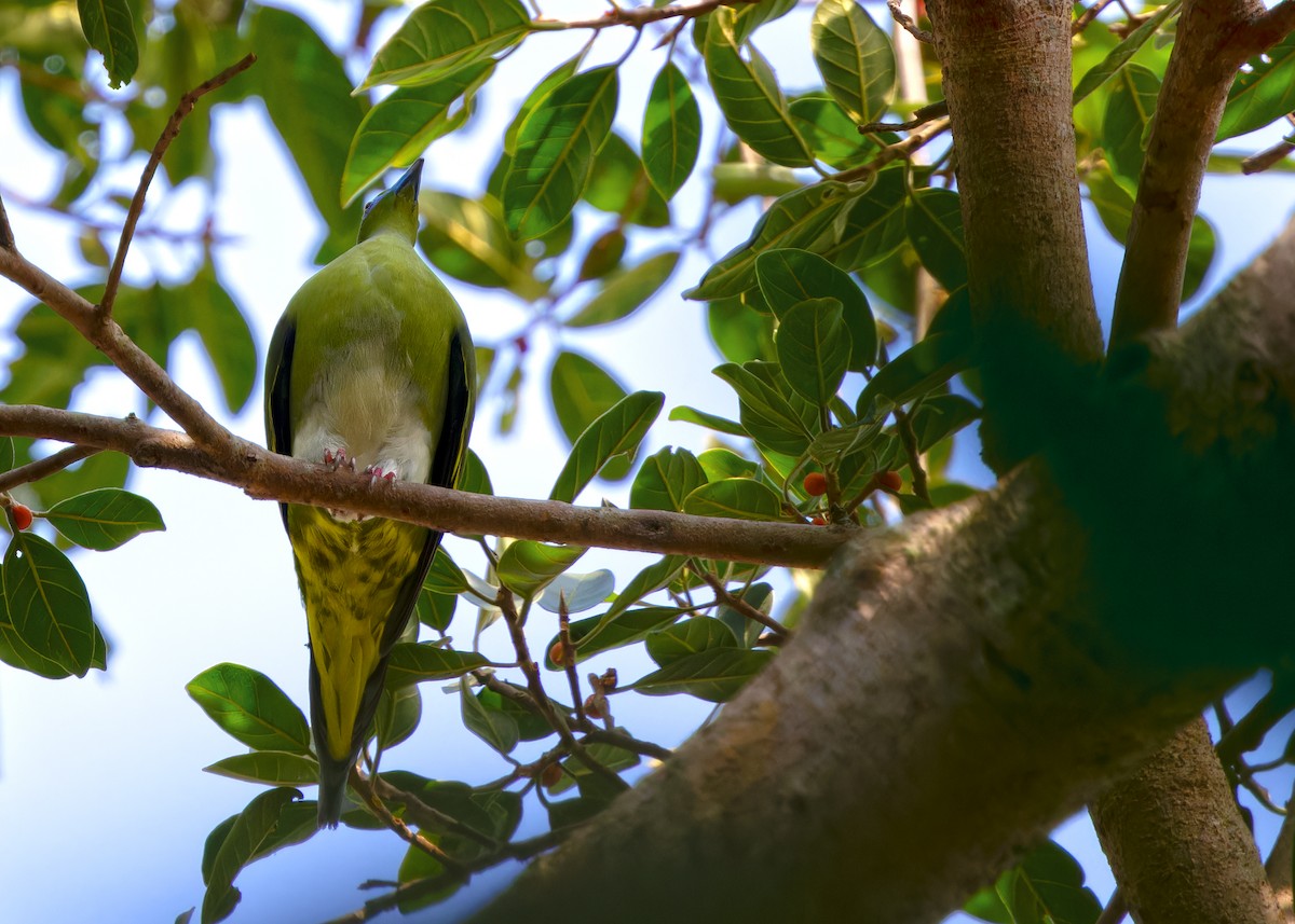 Yellow-vented Green-Pigeon - ML614727334