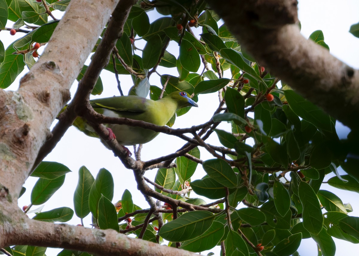 Yellow-vented Green-Pigeon - ML614727335
