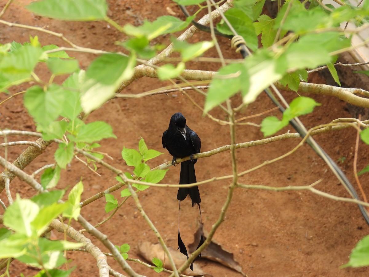 Greater Racket-tailed Drongo - ML614727472