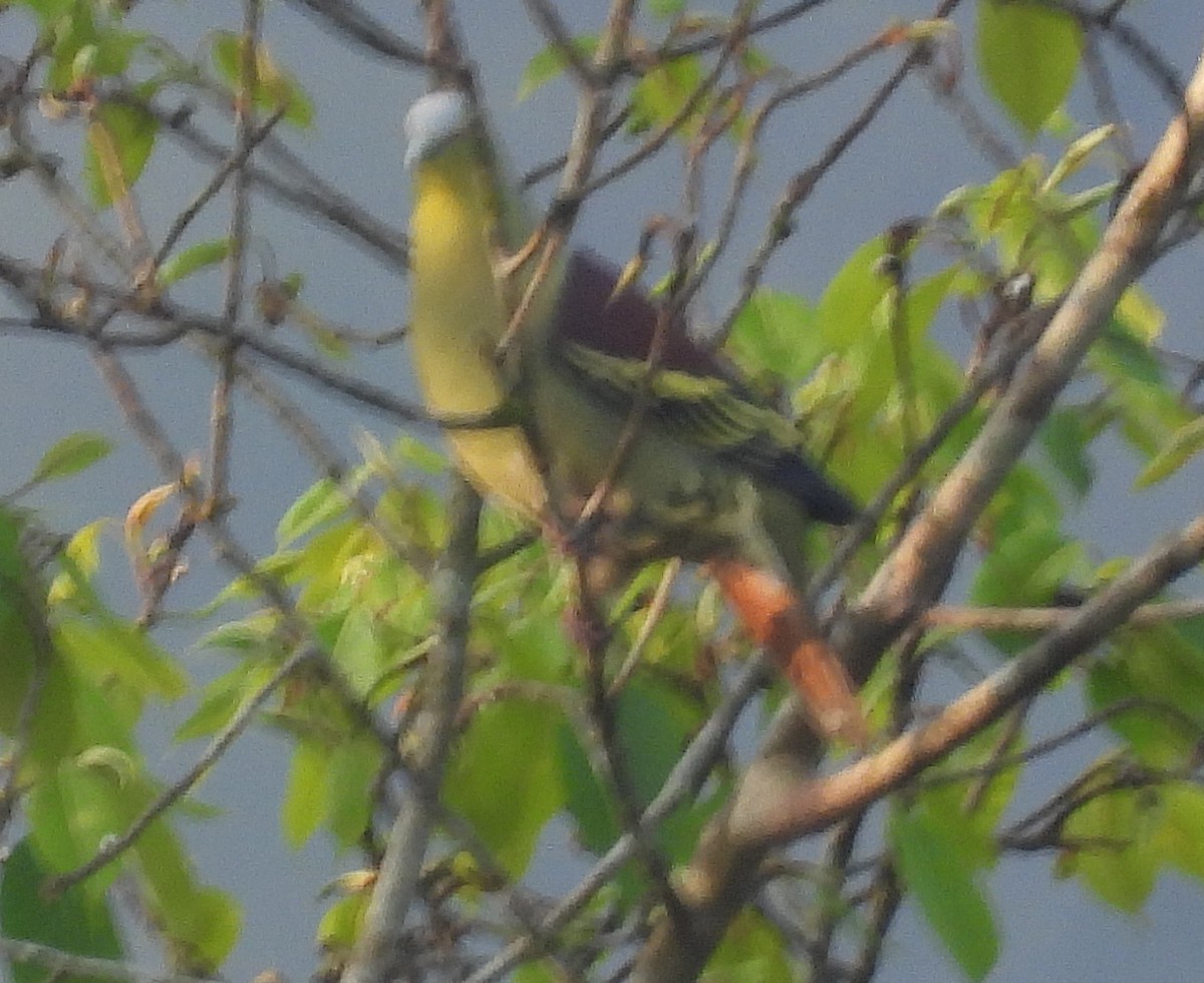 Gray-fronted Green-Pigeon - ML614727491