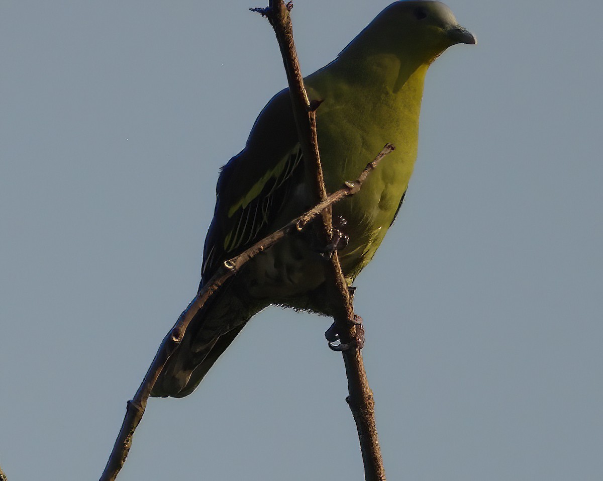 Gray-fronted Green-Pigeon - ML614727492