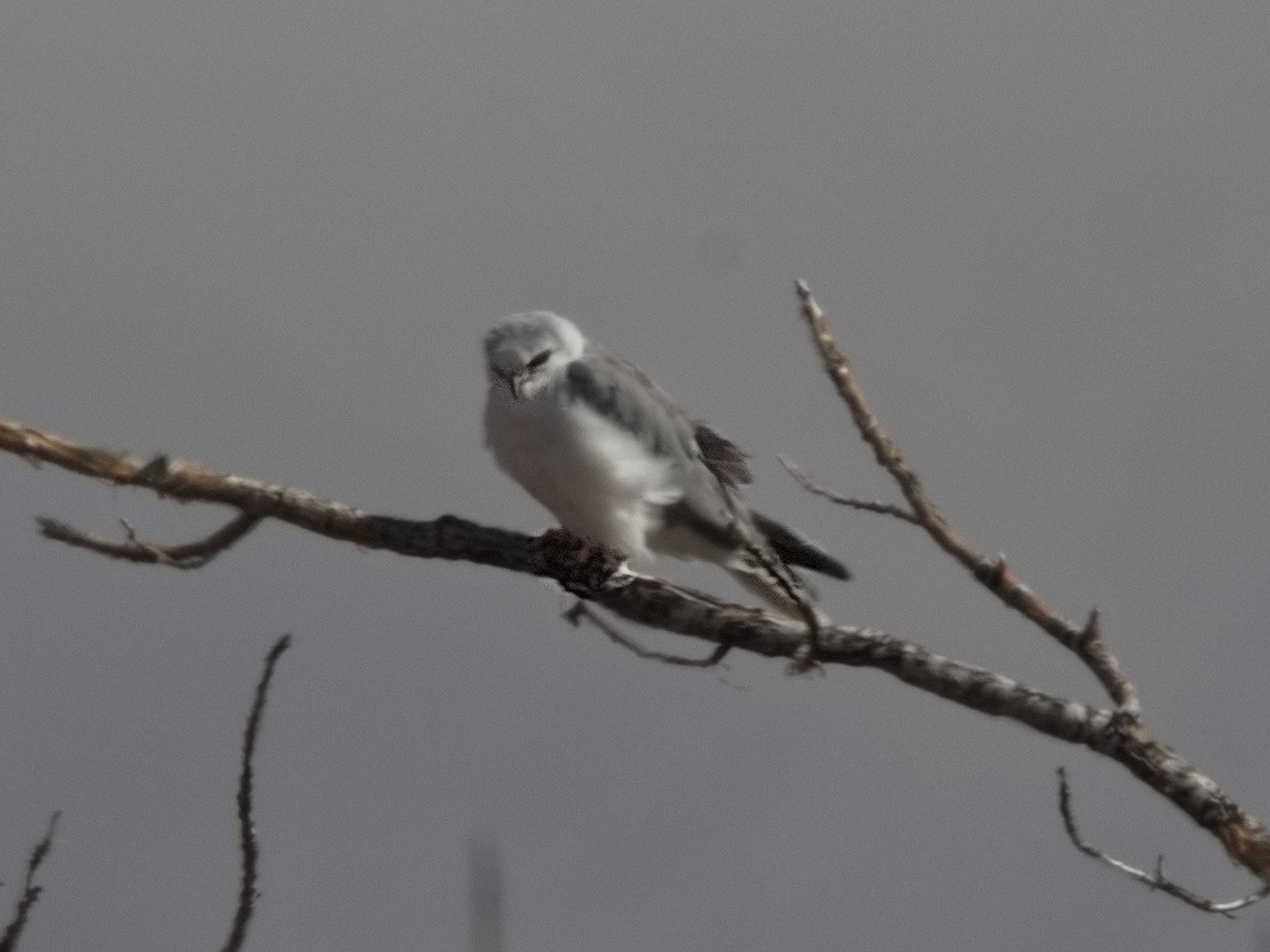 White-tailed Kite - ML614727598