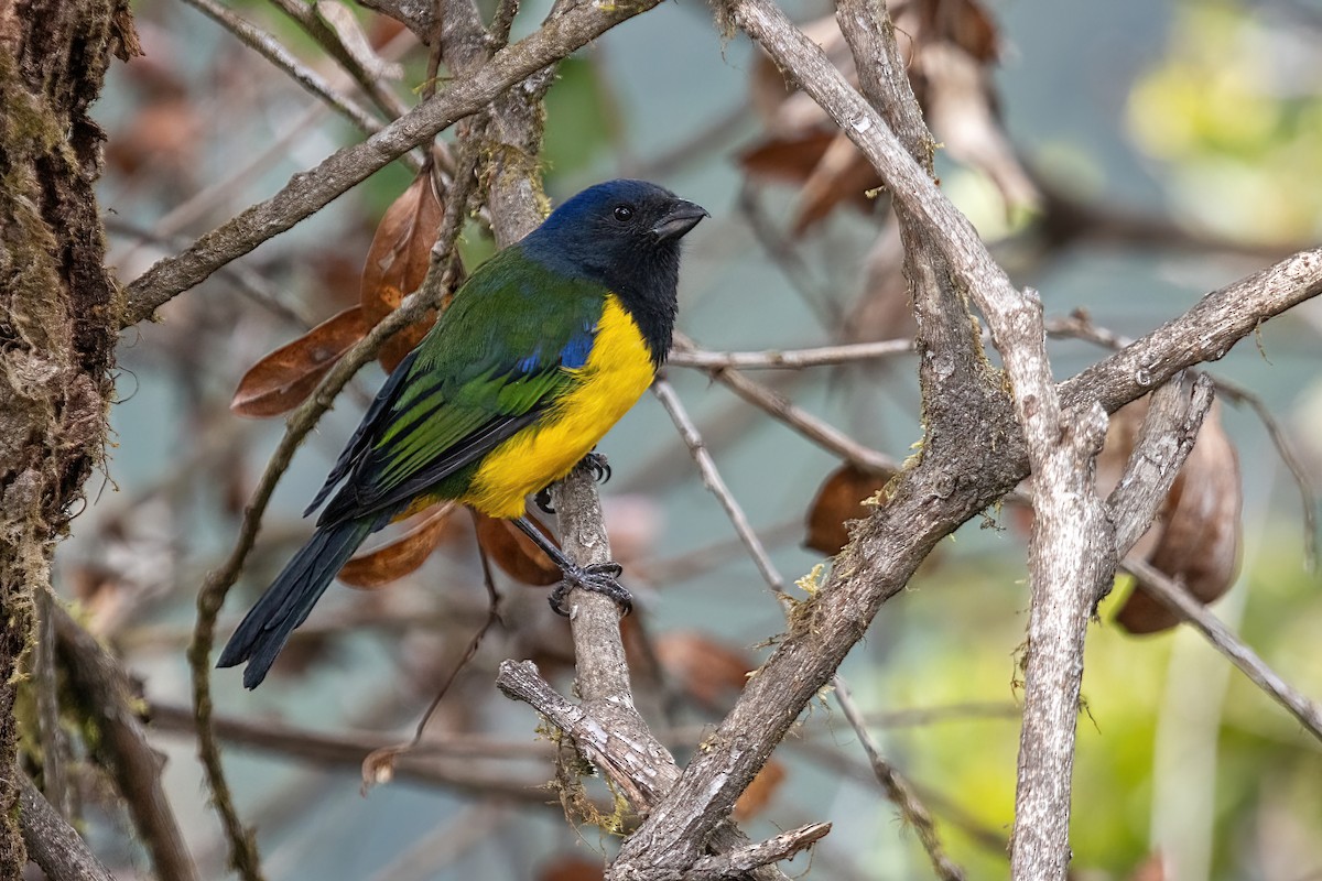 Black-chested Mountain Tanager - ML614728009