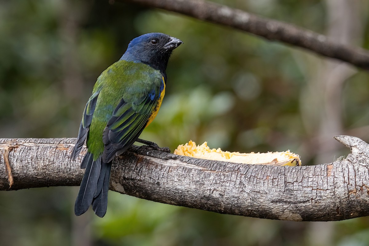 Black-chested Mountain Tanager - ML614728010