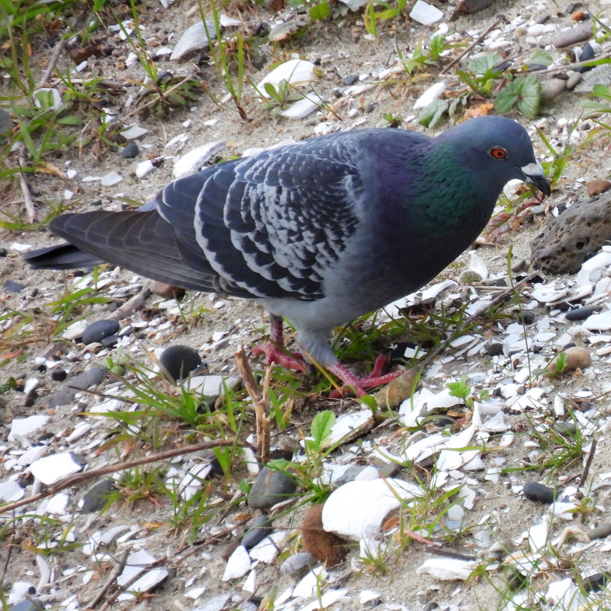 Rock Pigeon (Feral Pigeon) - ML614728031