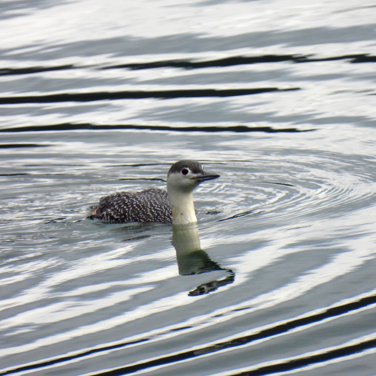 Red-throated Loon - ML614728039