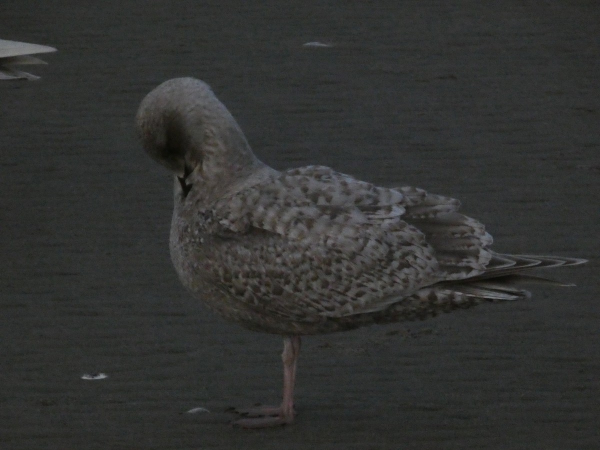 Iceland Gull (Thayer's) - ML614728081