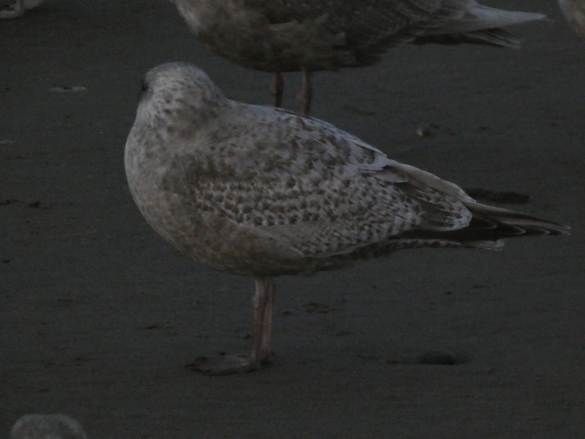 Iceland Gull (Thayer's) - ML614728082