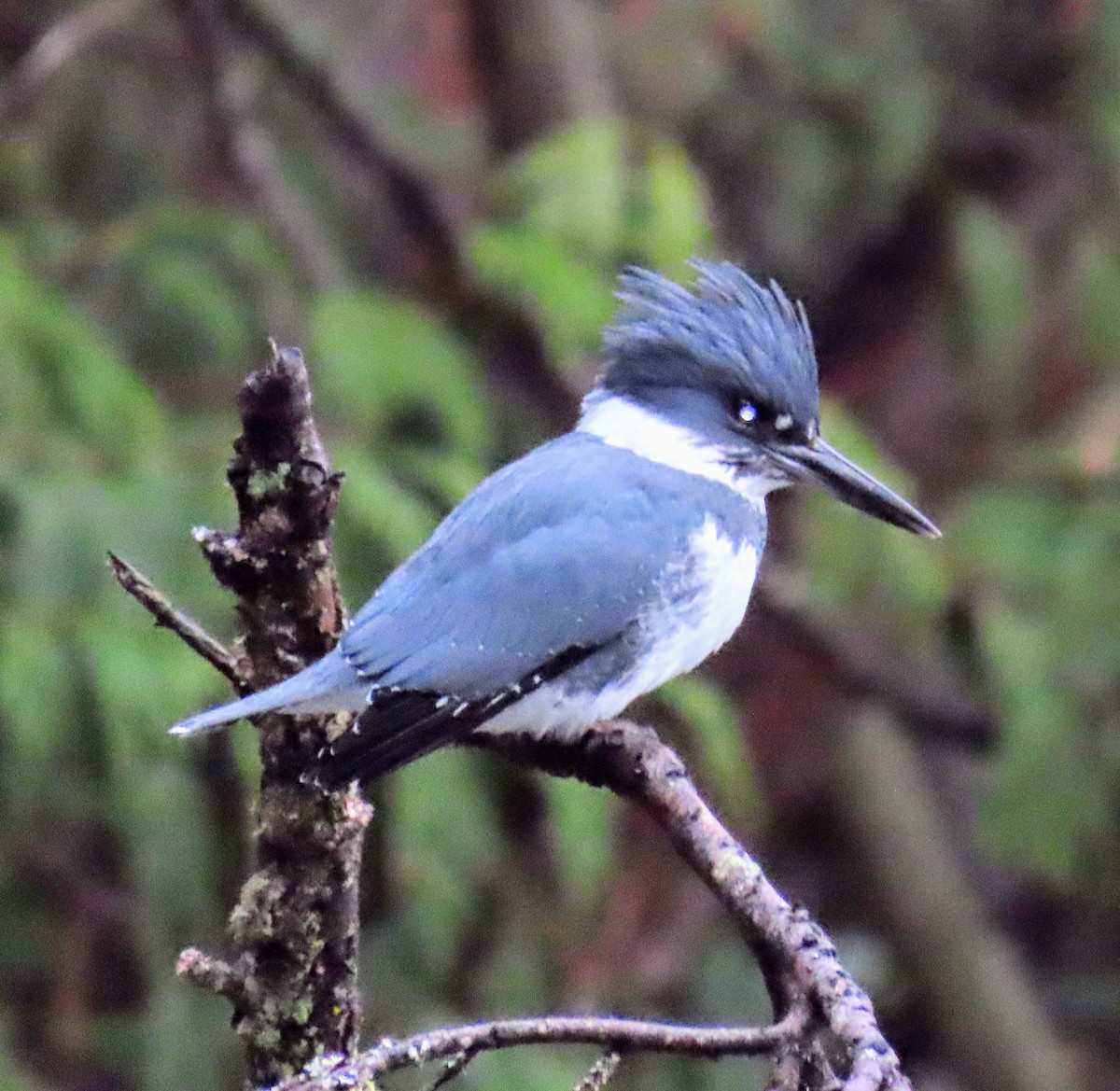 Belted Kingfisher - ML614728090