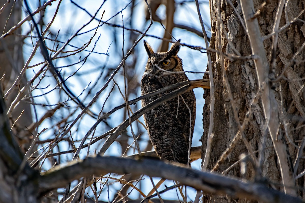 Great Horned Owl - ML614728255