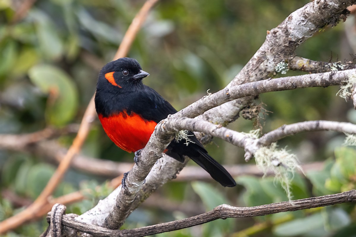 Scarlet-bellied Mountain Tanager - ML614728298