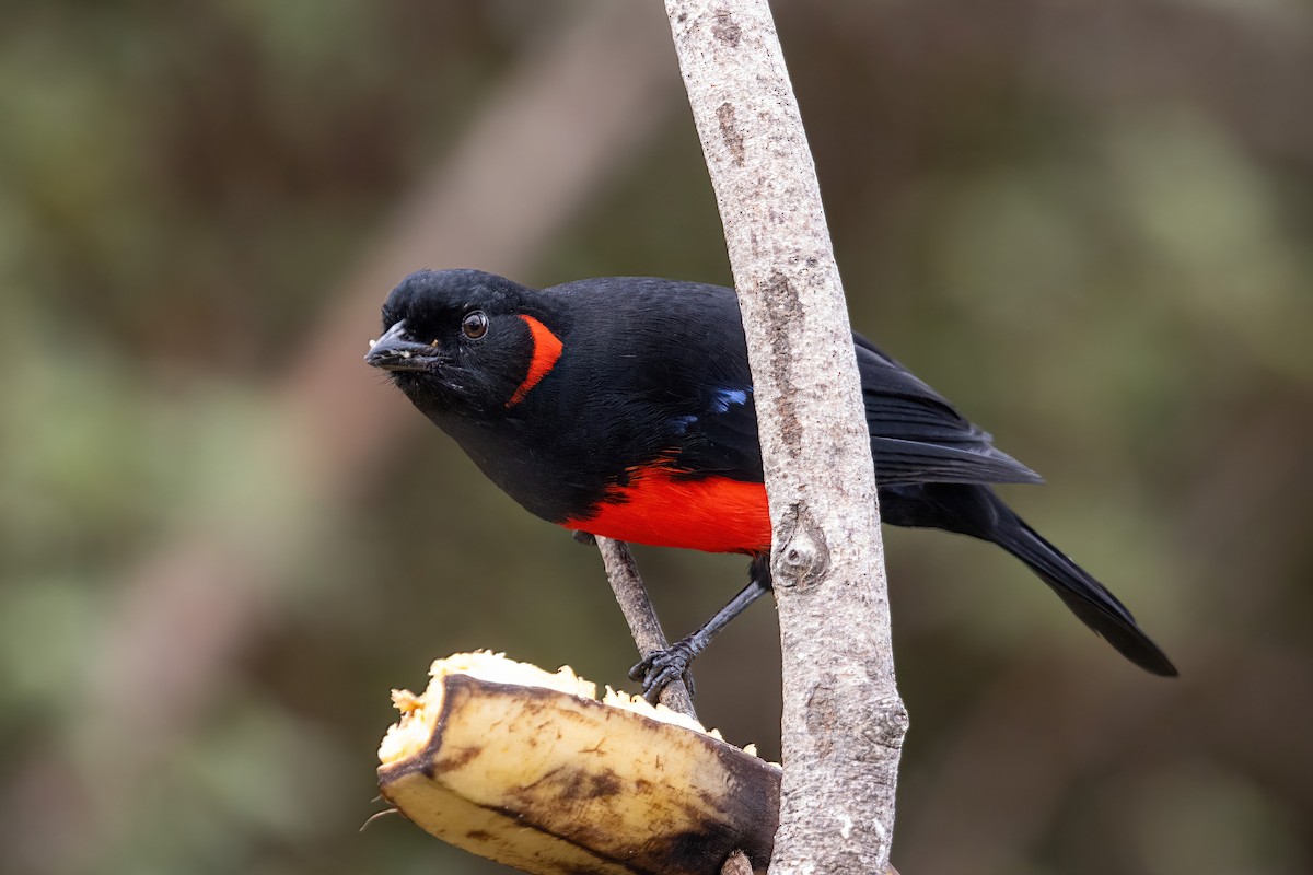 Scarlet-bellied Mountain Tanager - Dave Rodriguez