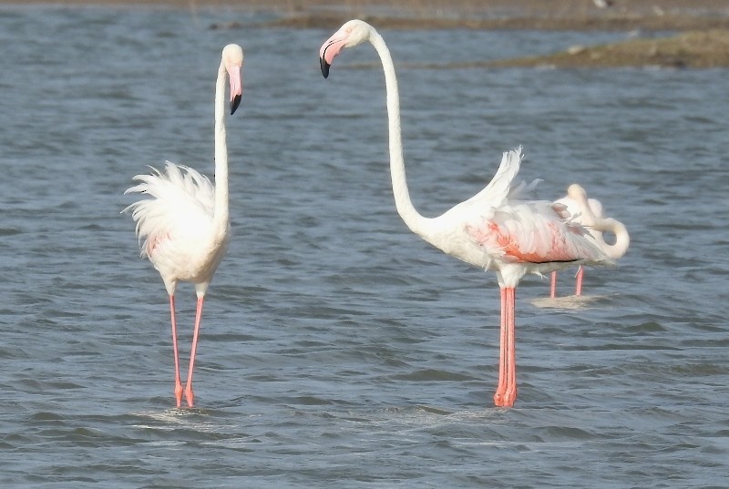 Greater Flamingo - ML614728313