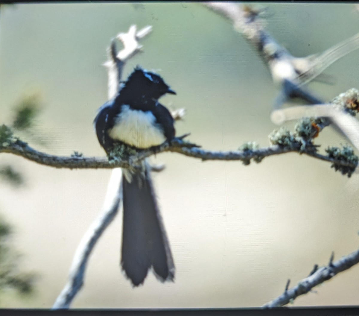 Willie-wagtail - Max Norman