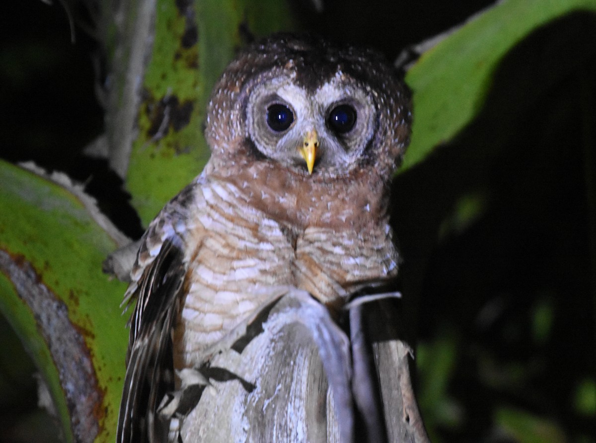 African Wood-Owl - ML614728424