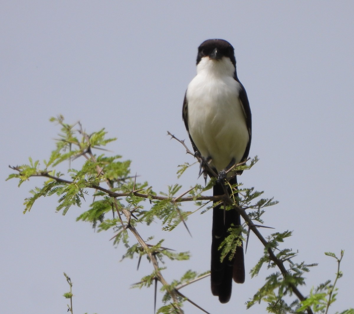 Long-tailed Fiscal - ML614728483
