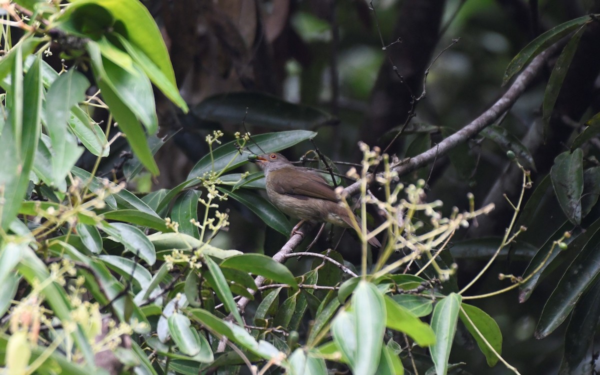Spectacled Bulbul - Enoch Cheuk