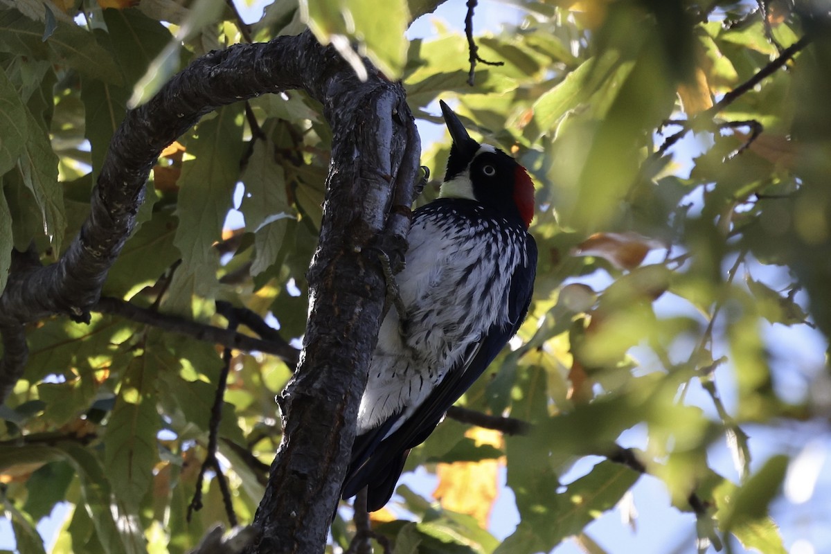 Acorn Woodpecker - ML614728641