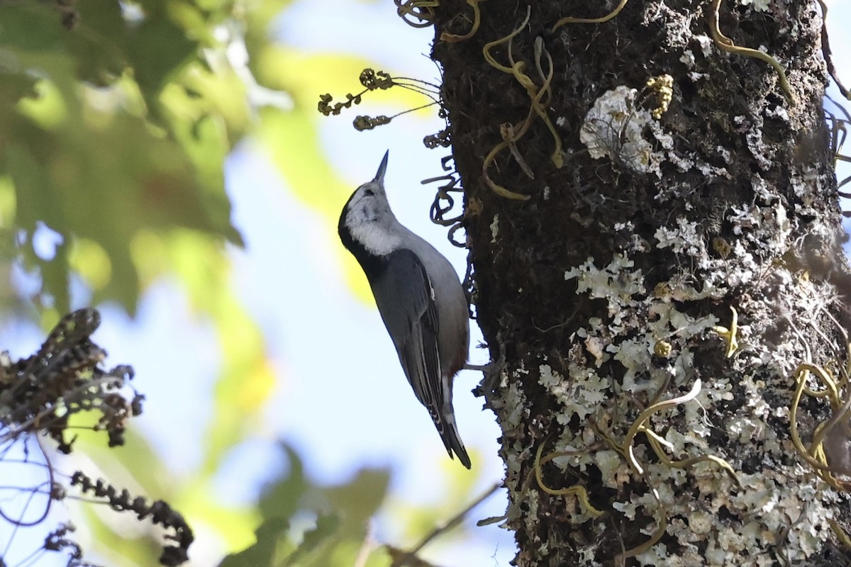 White-breasted Nuthatch - ML614728644