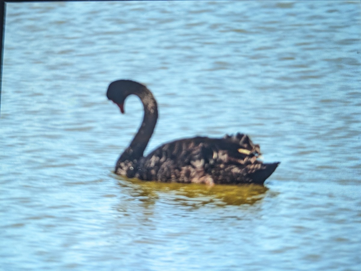 Black Swan - Max Norman