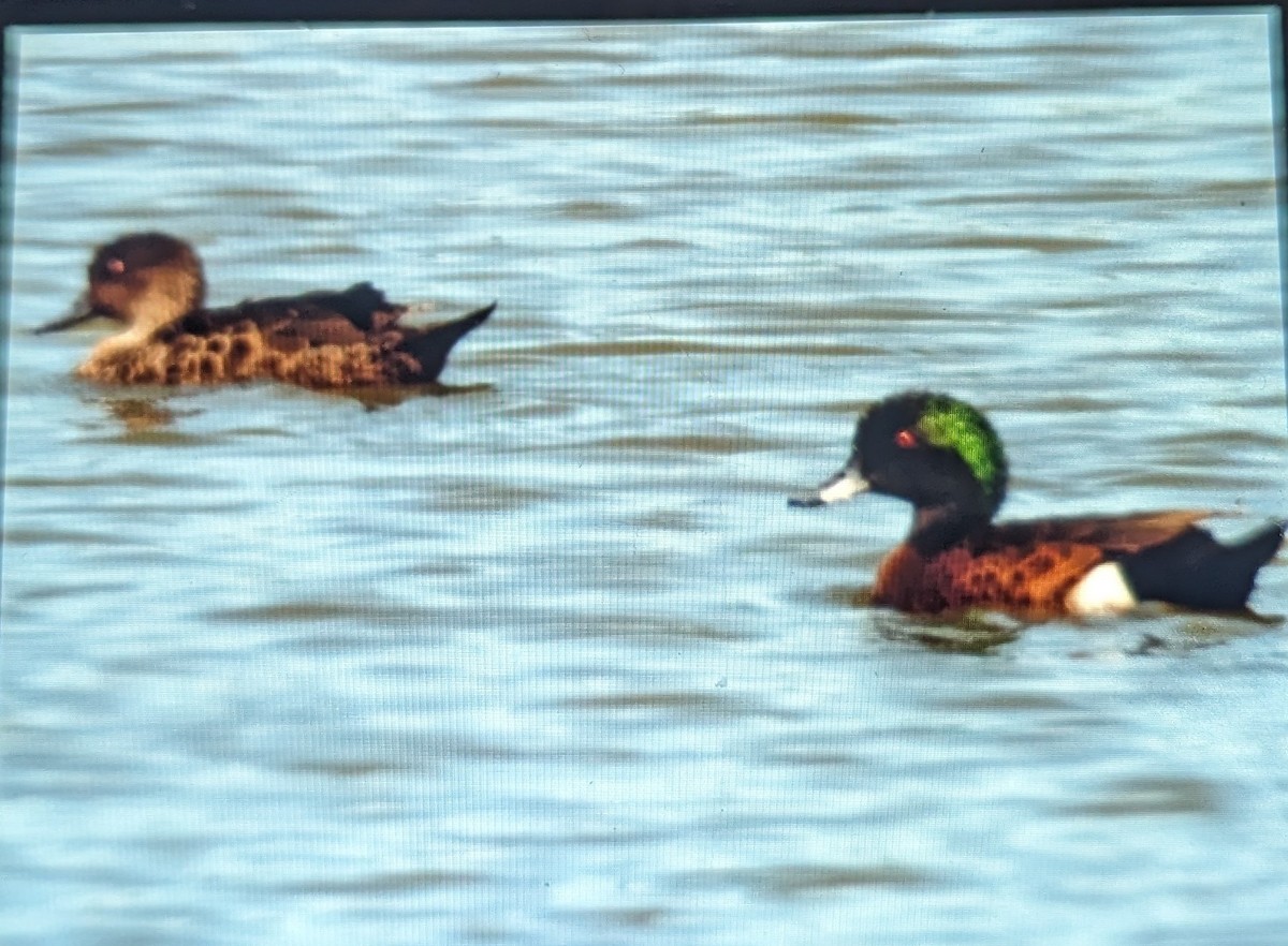 Chestnut Teal - Max Norman