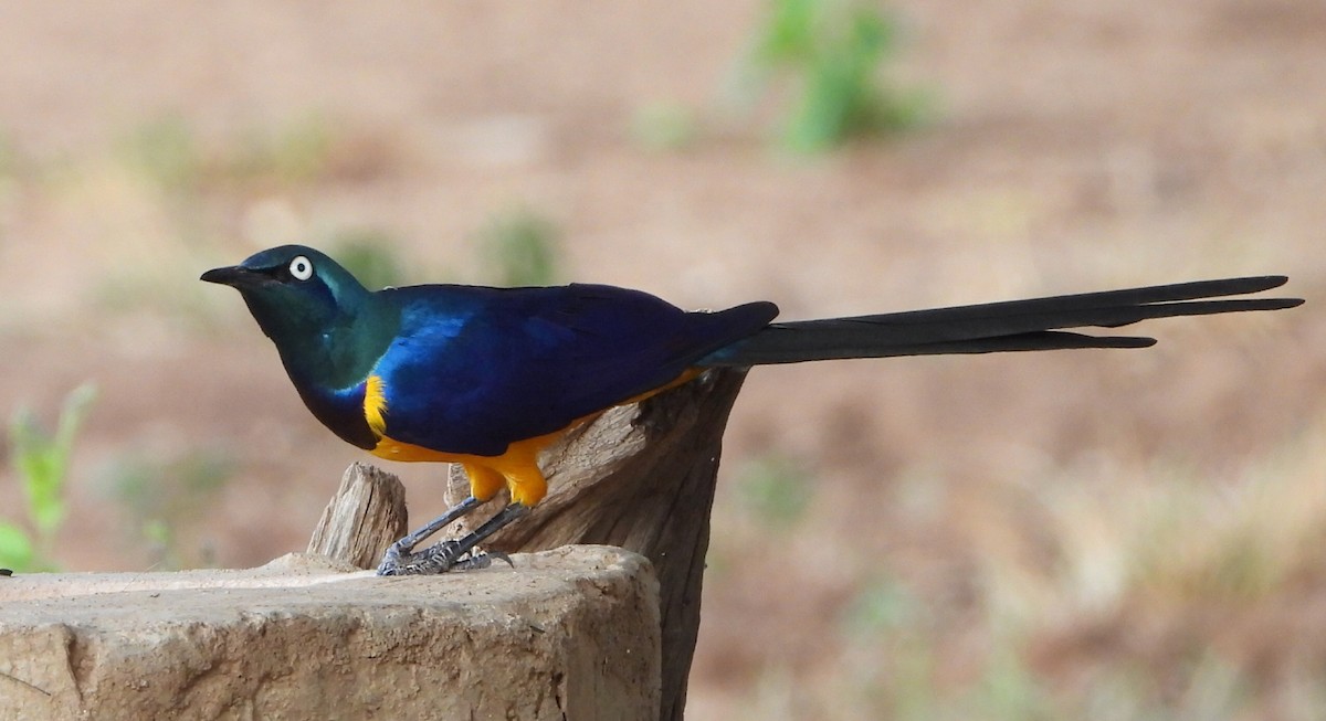Golden-breasted Starling - ML614728766