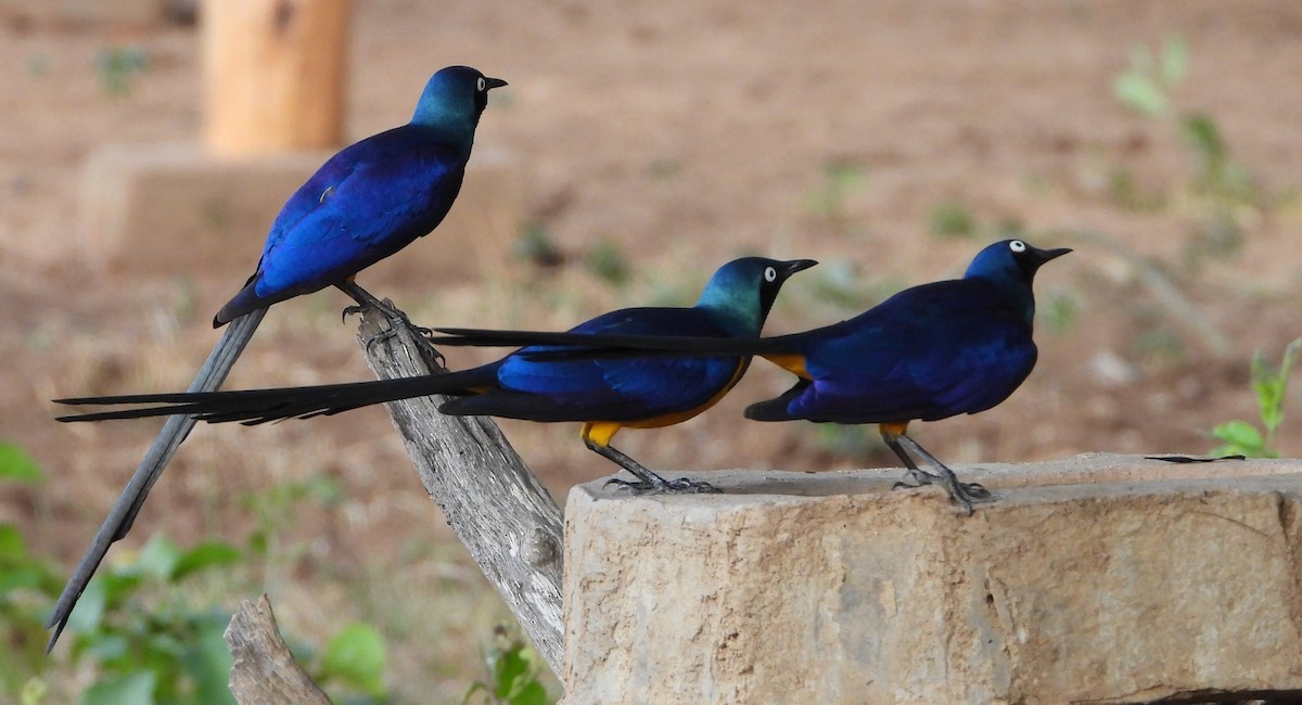 Golden-breasted Starling - ML614728767