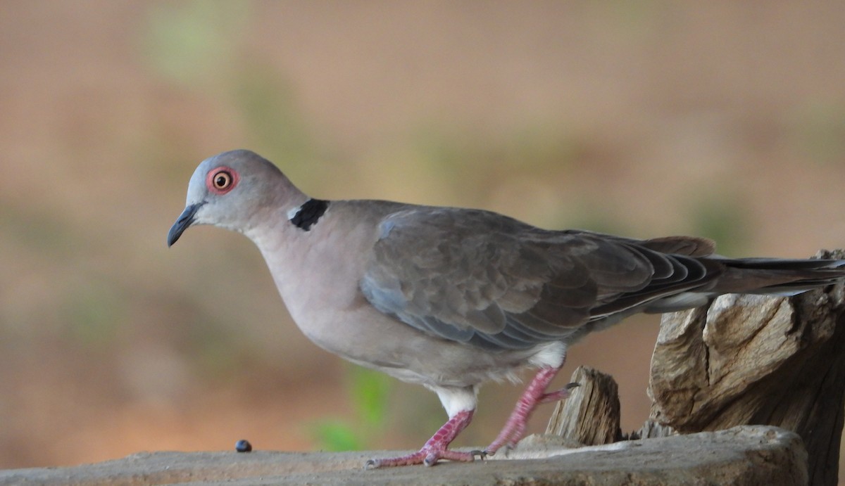 Mourning Collared-Dove - ML614729082