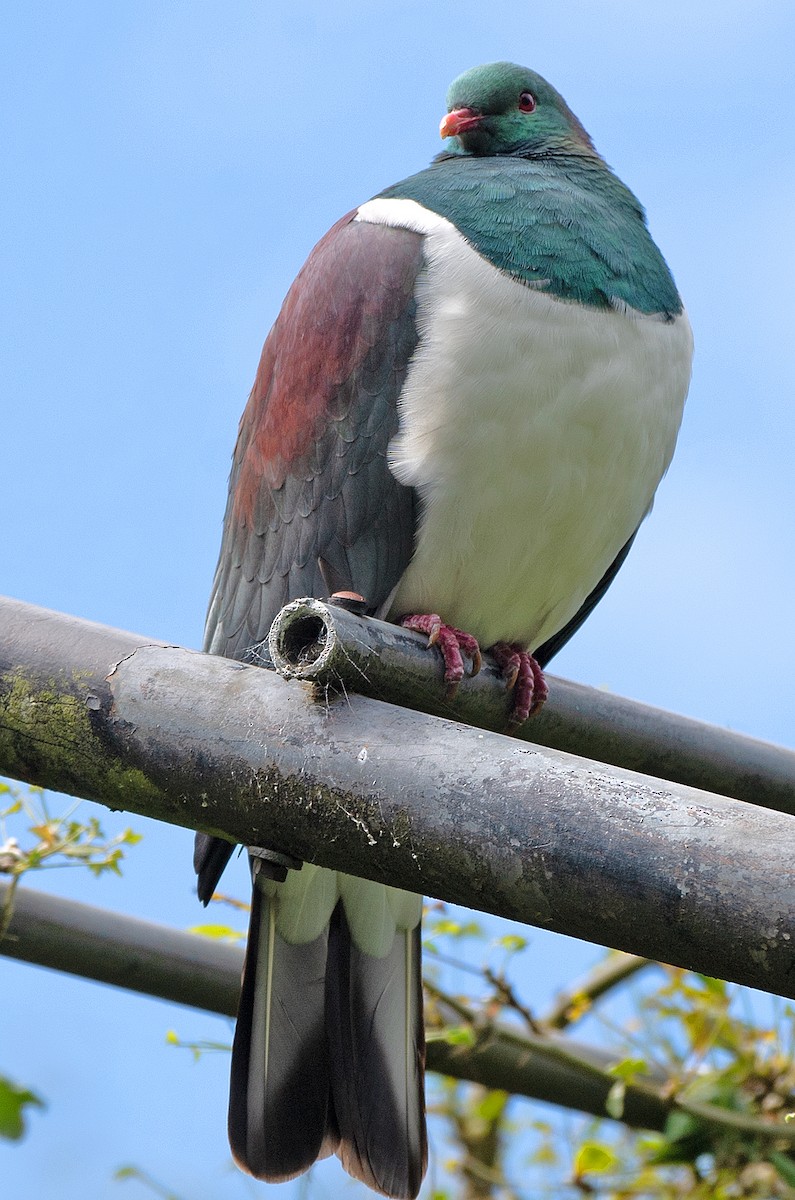 New Zealand Pigeon - ML614729243