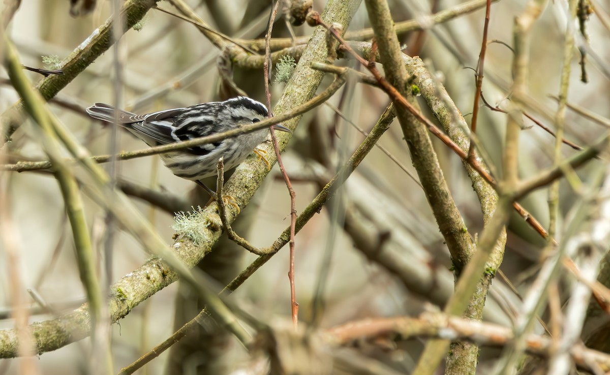 Black-and-white Warbler - ML614729274