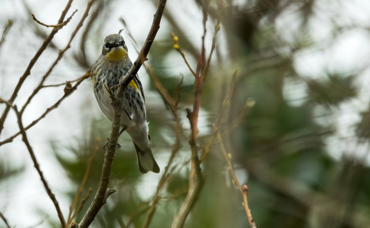 Yellow-rumped Warbler (Myrtle x Audubon's) - ML614729359