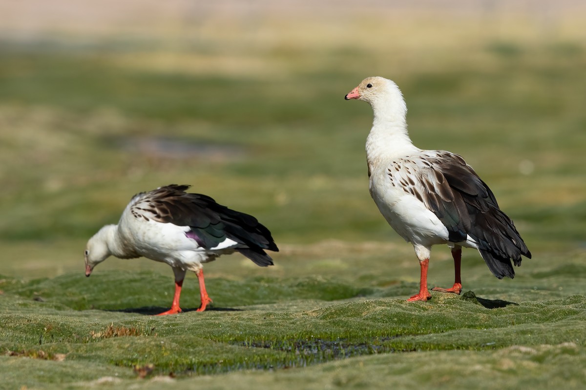 Andean Goose - ML614729565