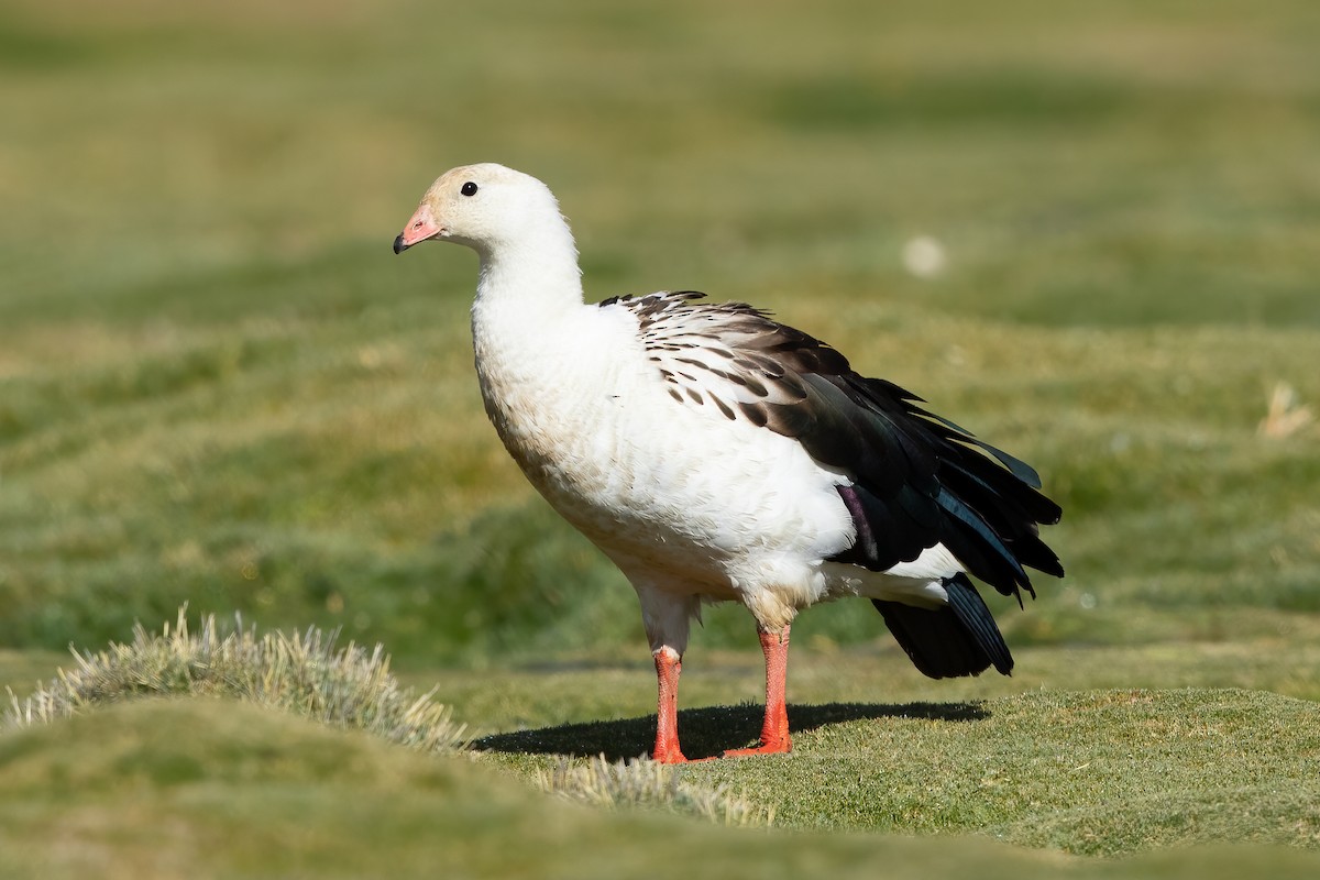 Andean Goose - ML614729566