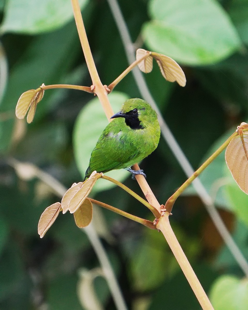 Lesser Green Leafbird - ML614729693