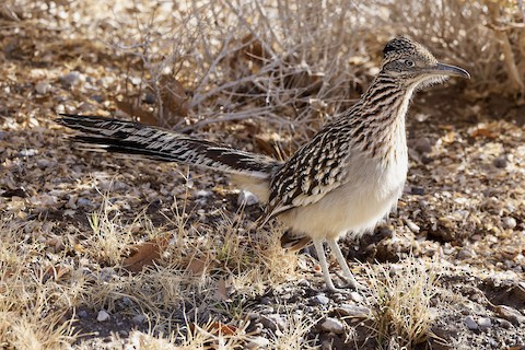 Desert NWR--Corn Creek (Field Station), Clark County, NV, US