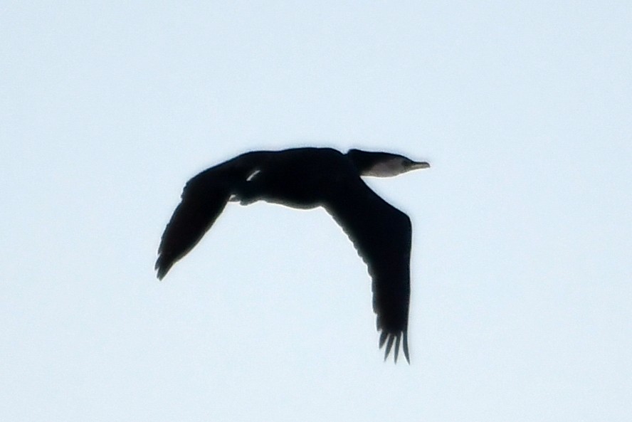 cormorant sp. - ML614730593