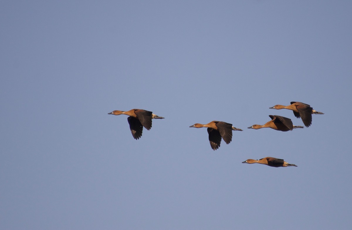 Fulvous Whistling-Duck - ML614730697