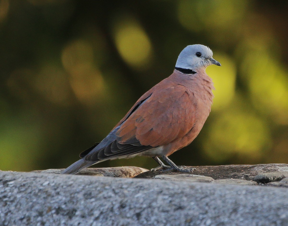 Red Collared-Dove - ML614730749