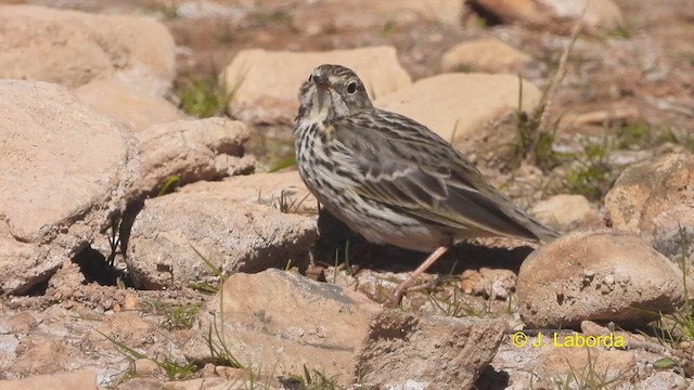 Meadow Pipit - ML614730891
